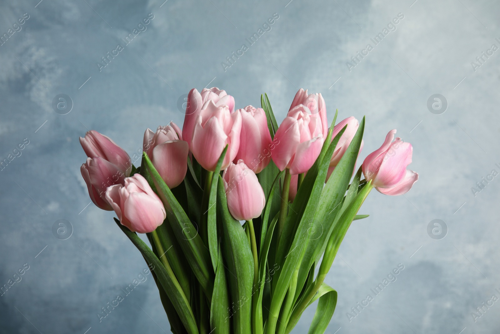 Photo of Beautiful pink spring tulips on light blue background