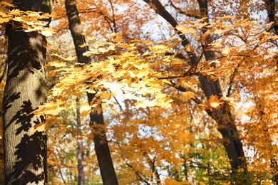 Beautiful trees with autumn leaves in park