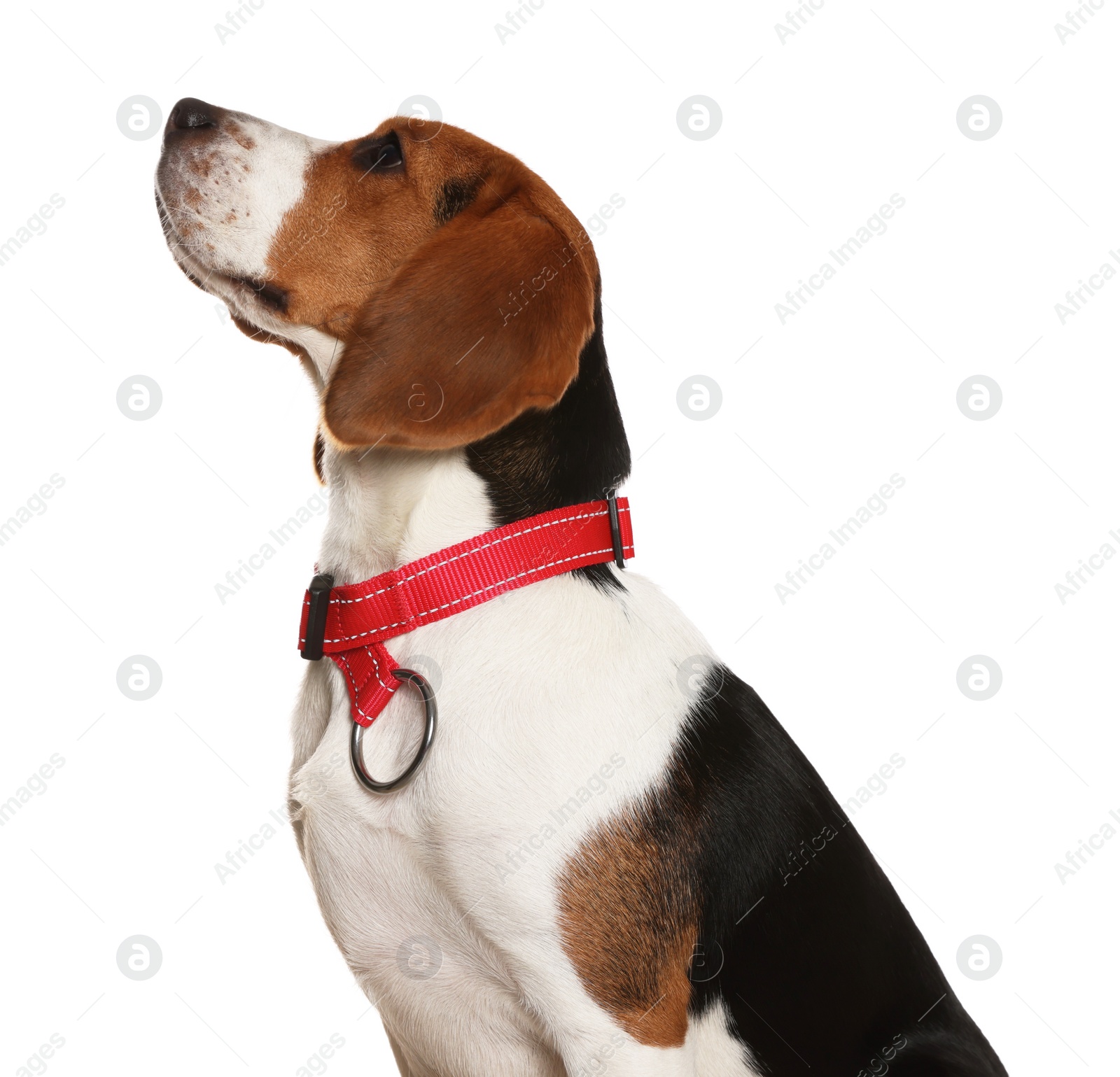 Photo of Adorable Beagle dog in stylish collar on white background