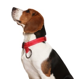 Photo of Adorable Beagle dog in stylish collar on white background