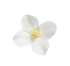 Beautiful flower of jasmine plant isolated on white