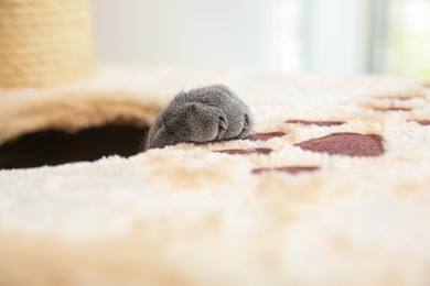 Photo of Cute pet in cat tree house, closeup