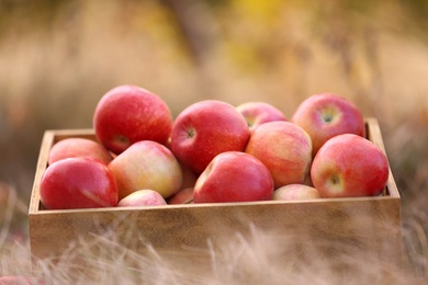 Wooden crate with ripe apples in grass outdoors