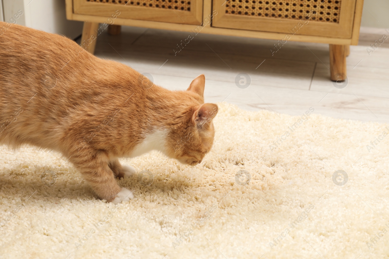 Photo of Cute cat sniffing wet spot on beige carpet at home. Space for text