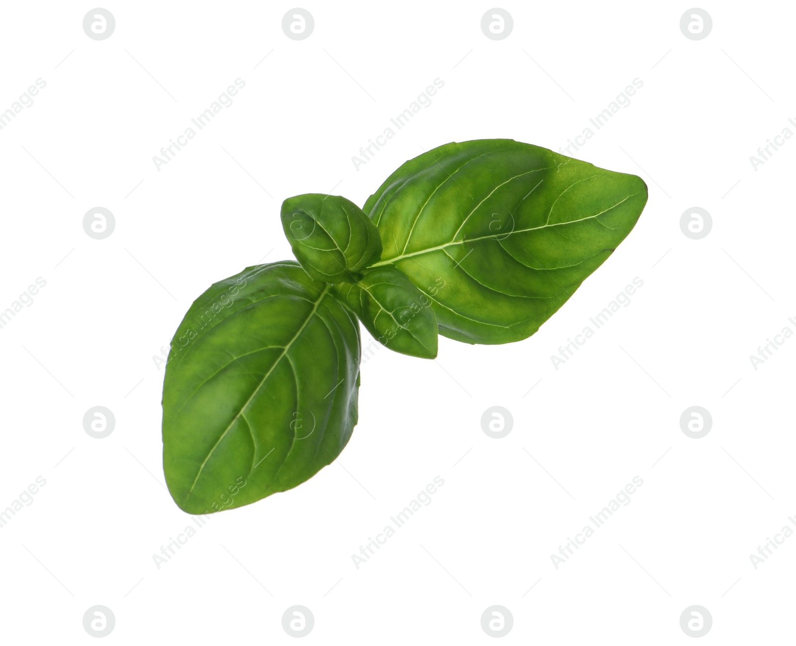 Photo of Fresh green basil leaves isolated on white