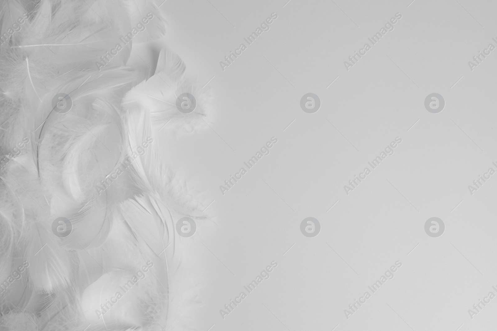 Photo of Beautiful fluffy bird feathers on white background, flat lay. Space for text
