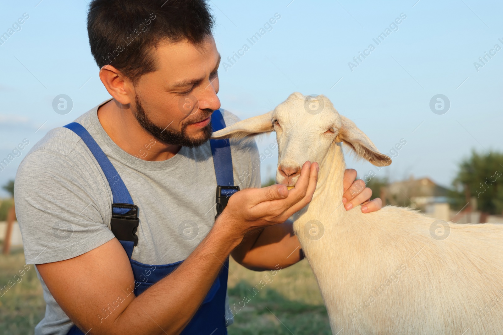 Photo of Man feeding goat at farm. Animal husbandry