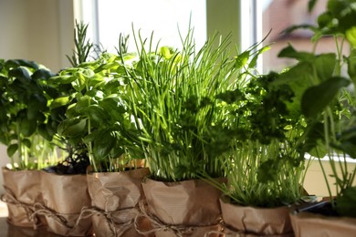 Different aromatic potted herbs near window indoors, closeup