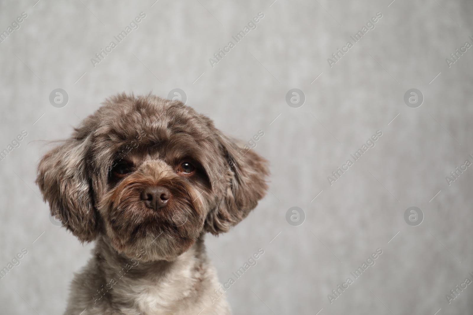 Photo of Cute Maltipoo dog on grey background, space for text. Lovely pet