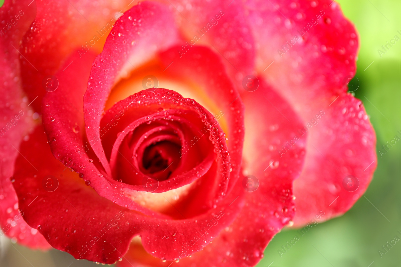 Photo of Beautiful blooming rose with water drops in garden on summer day, closeup view