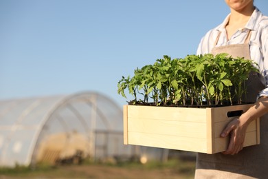 Woman holding wooden crate with tomato seedlings near greenhouse outdoors, closeup