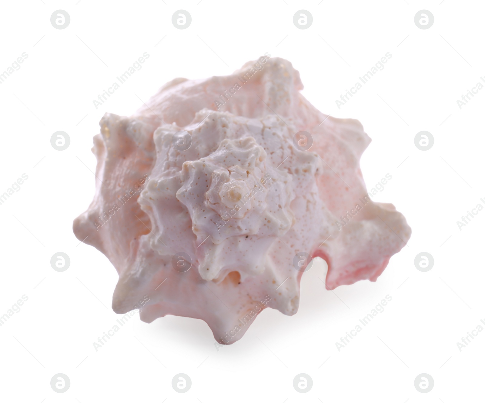 Photo of Beautiful pink sea shell isolated on white, top view