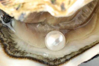 Photo of Open oyster with white pearl, closeup view