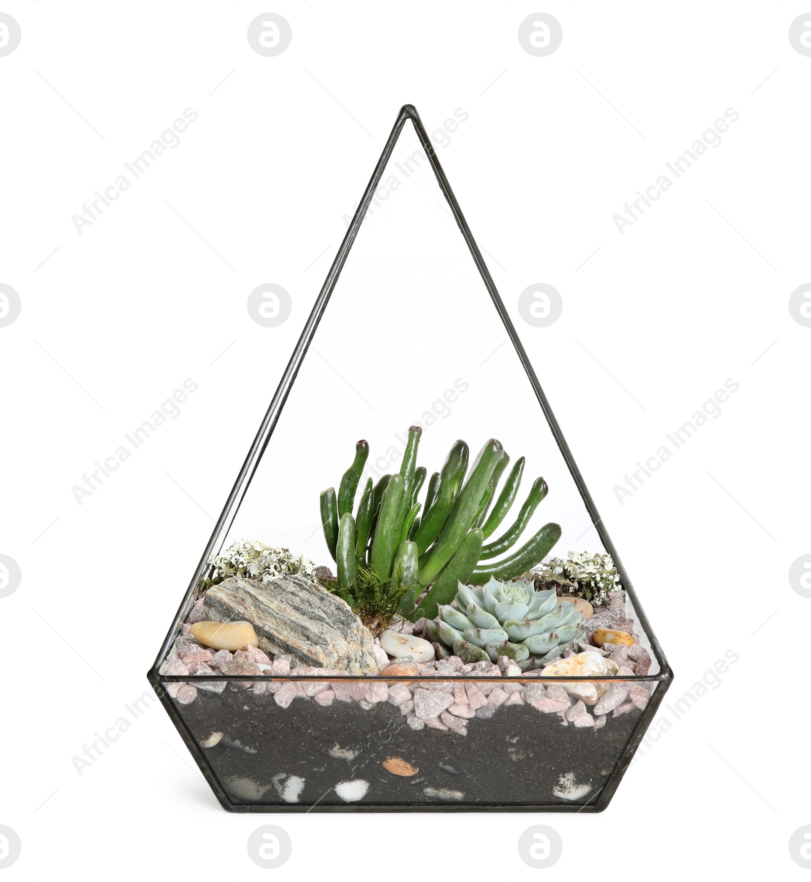 Photo of Glass florarium vase with succulents isolated on white