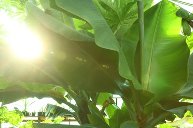 Banana tree with green leaves growing outdoors, closeup