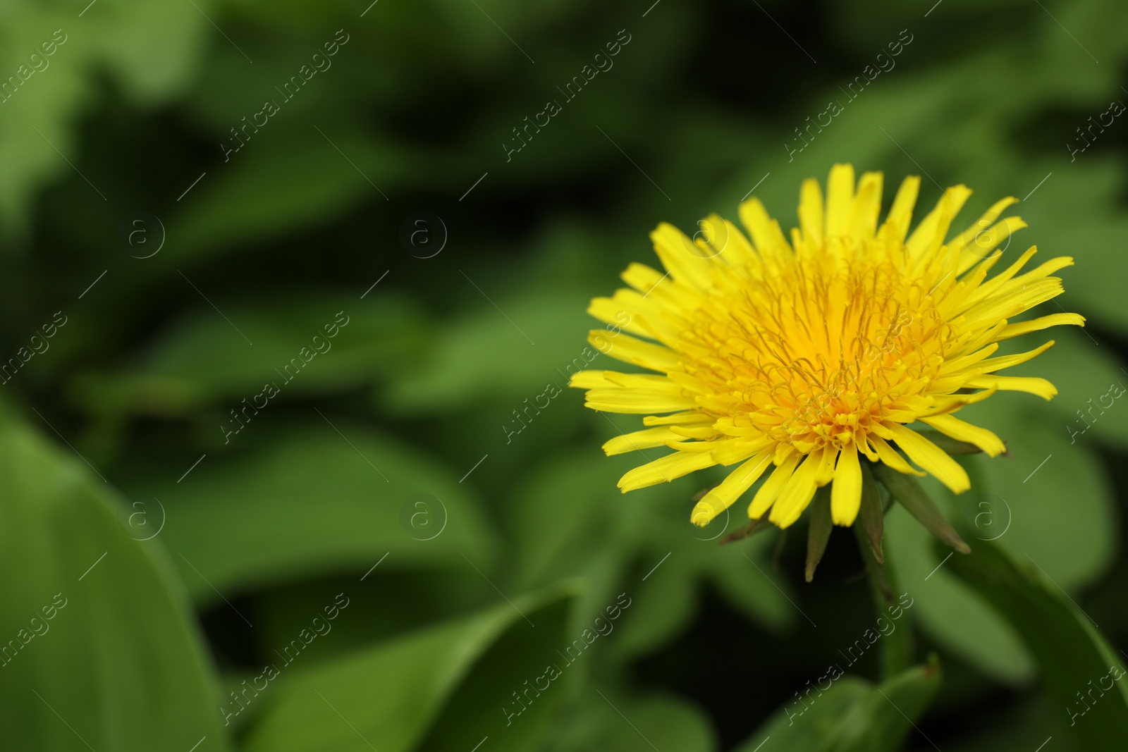 Photo of Beautiful yellow dandelion growing outdoors, closeup. Space for text