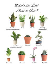 Set of different houseplants on white background. Best gifts for plant lovers 