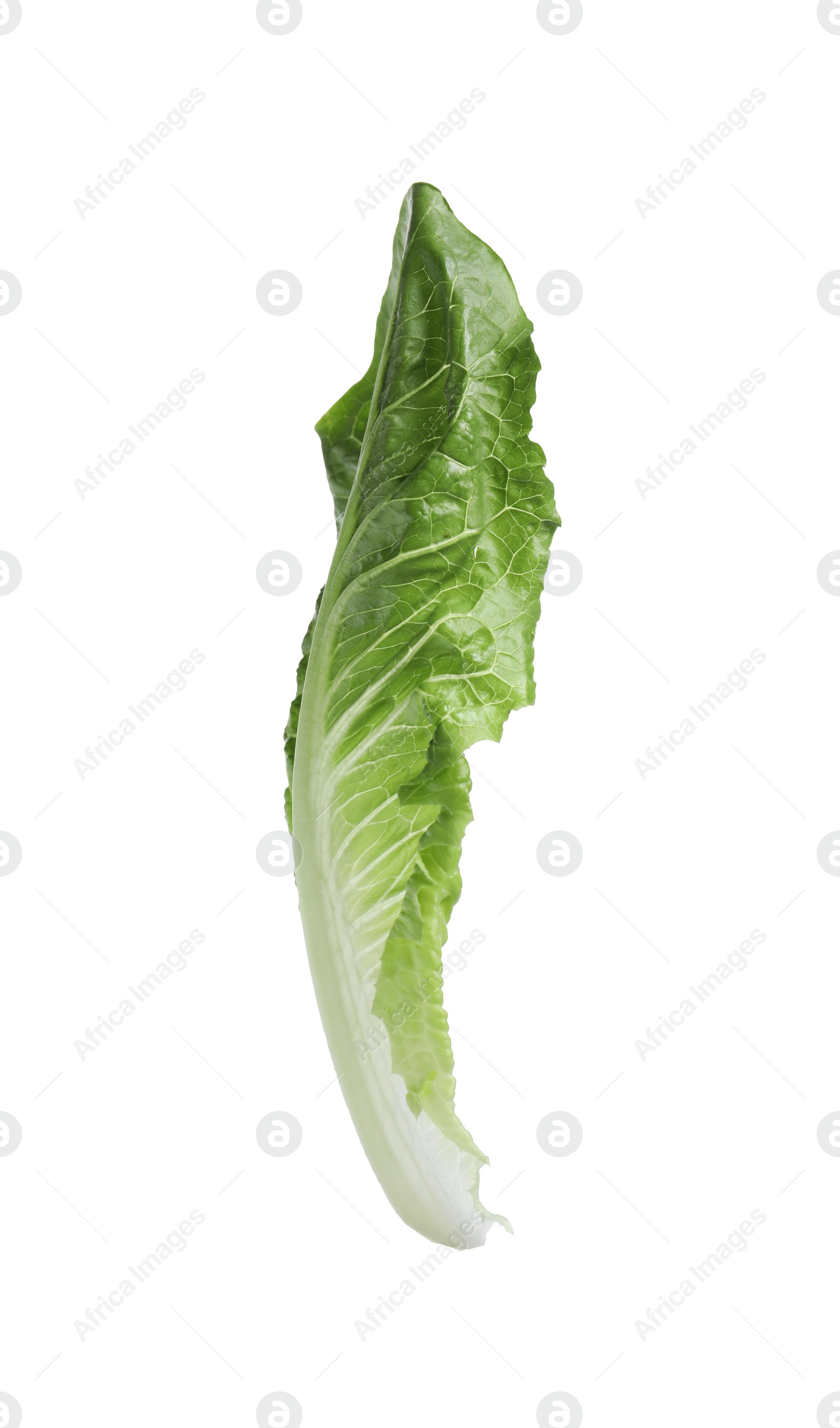 Photo of Fresh leaf of green romaine lettuce isolated on white