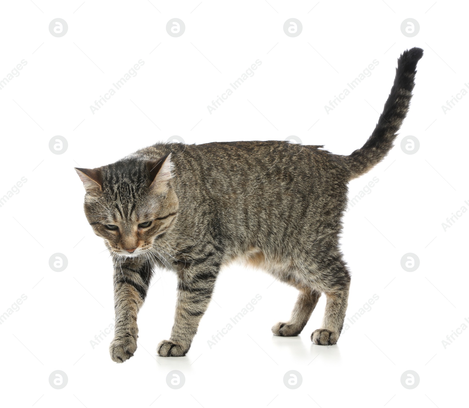 Photo of Cute tabby cat isolated on white. Friendly pet