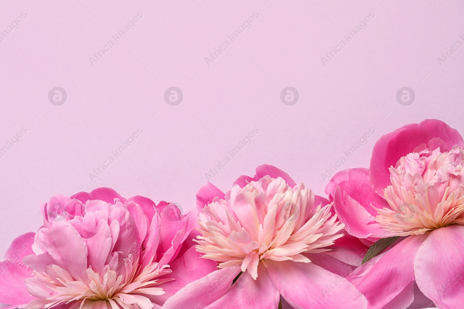 Photo of Beautiful peonies on color background, flat lay with space for text