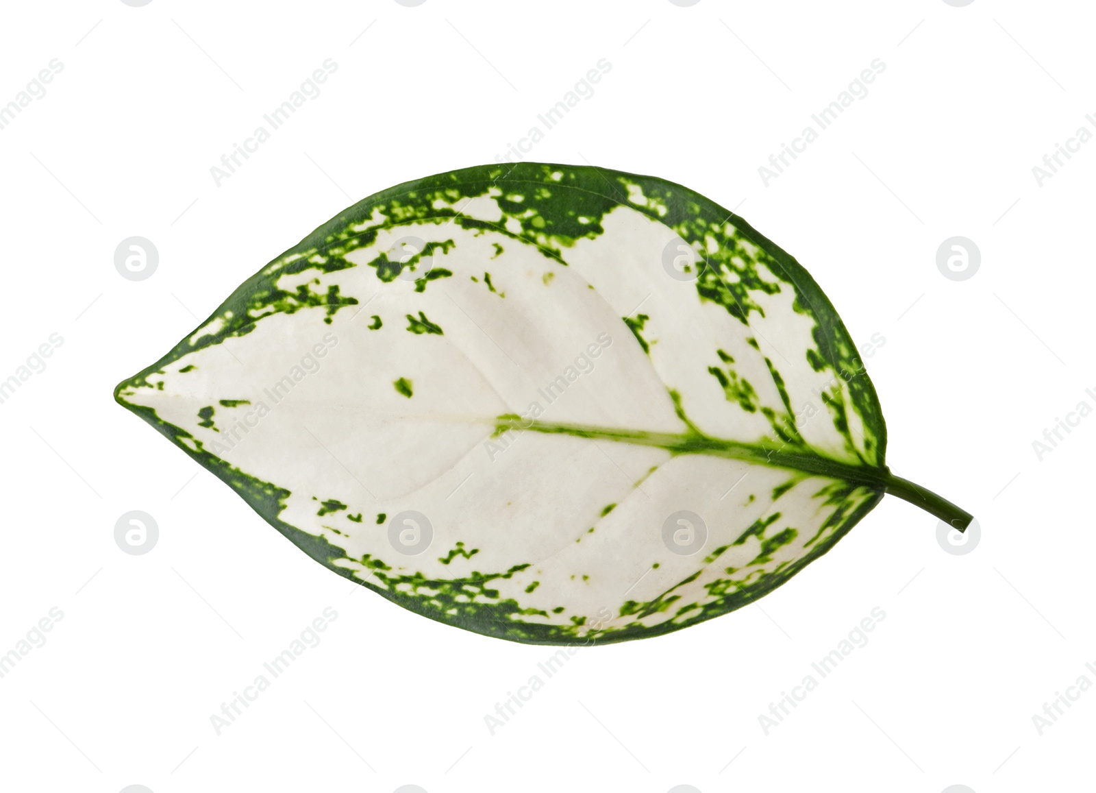 Photo of Aglaonema leaf isolated on white. Beautiful tropical plant