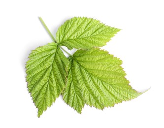 Photo of Green raspberry leaves isolated on white, top view