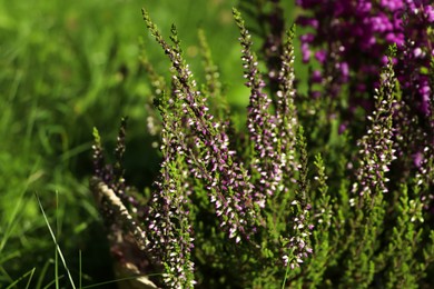 Photo of Heather shrub with beautiful flowers outdoors on sunny day, closeup