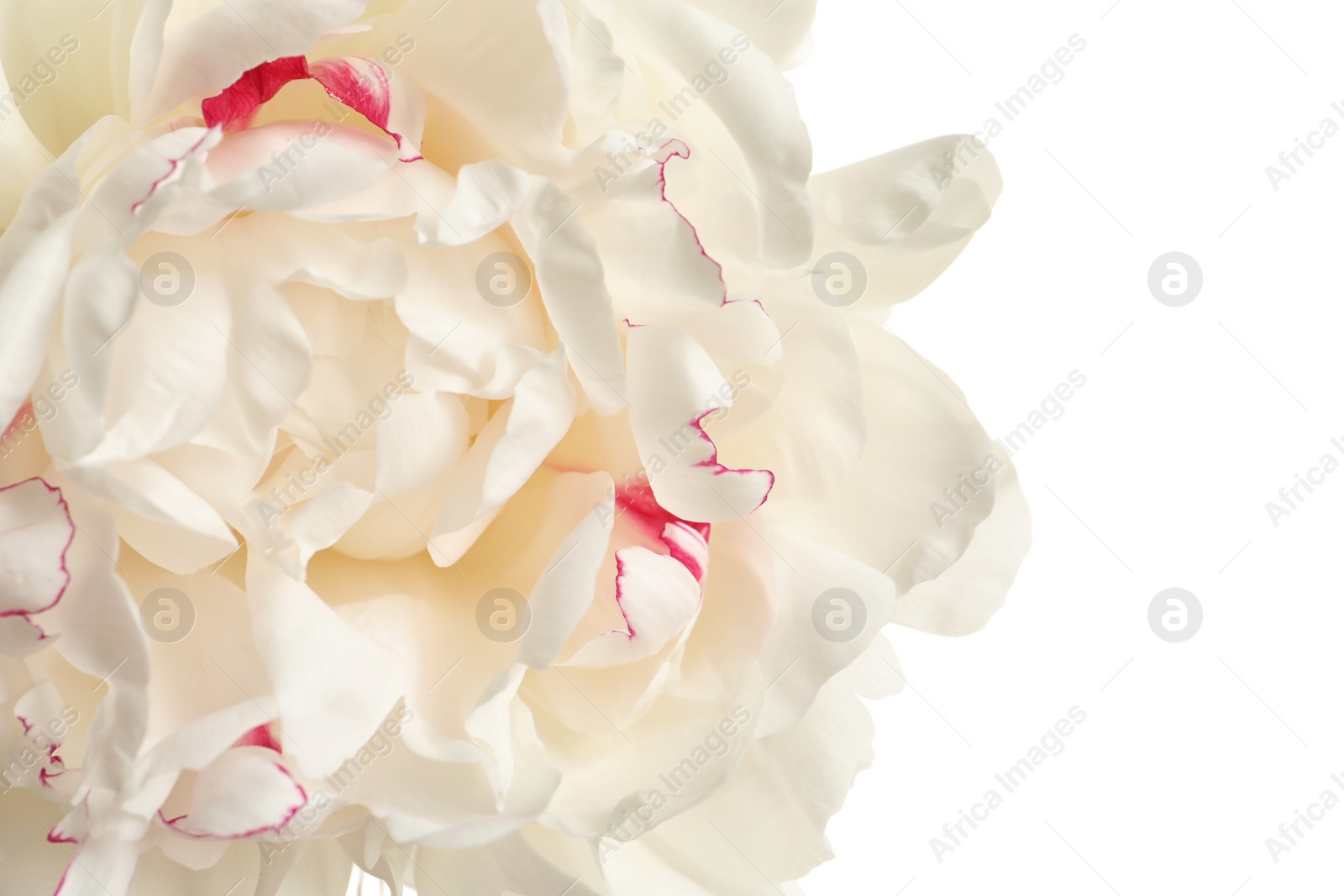 Photo of Fragrant peony on white background, closeup view. Beautiful spring flower