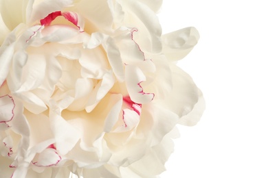 Photo of Fragrant peony on white background, closeup view. Beautiful spring flower