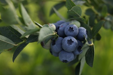 Photo of Wild blueberries growing outdoors, closeup. Seasonal berries