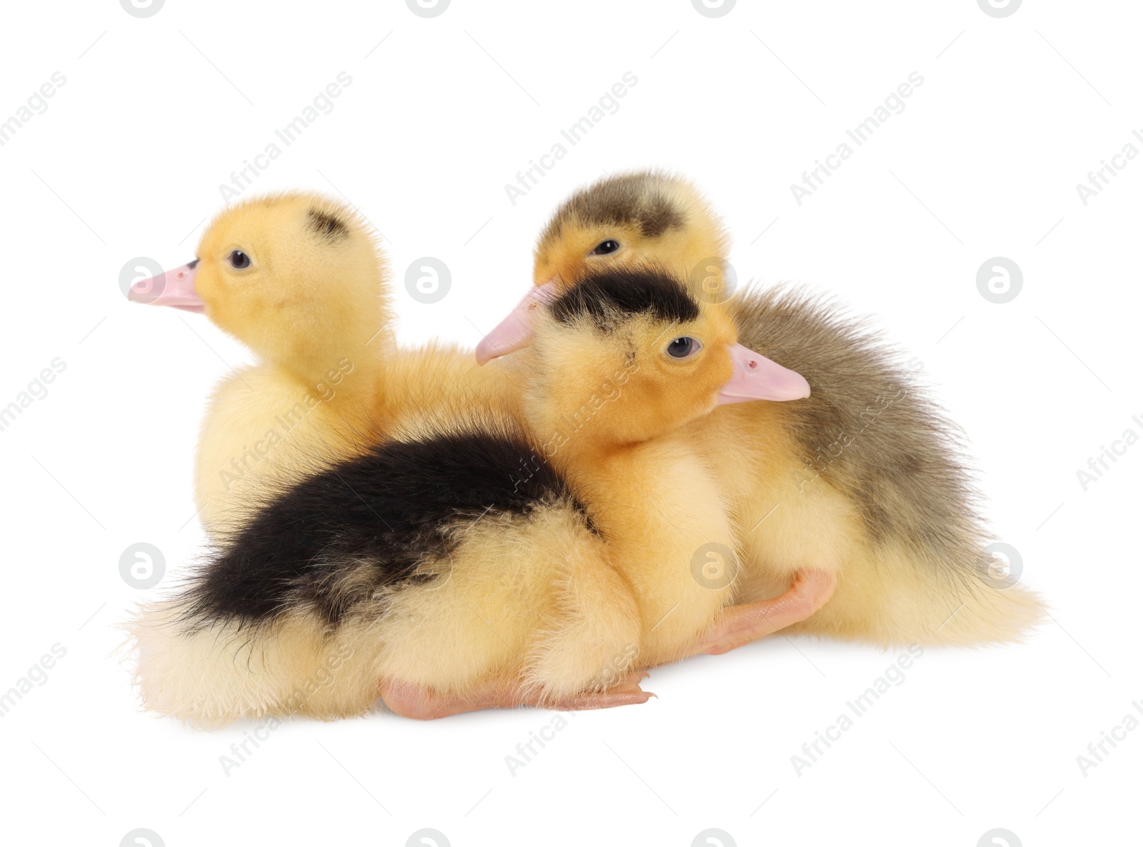 Photo of Baby animals. Cute fluffy ducklings on white background