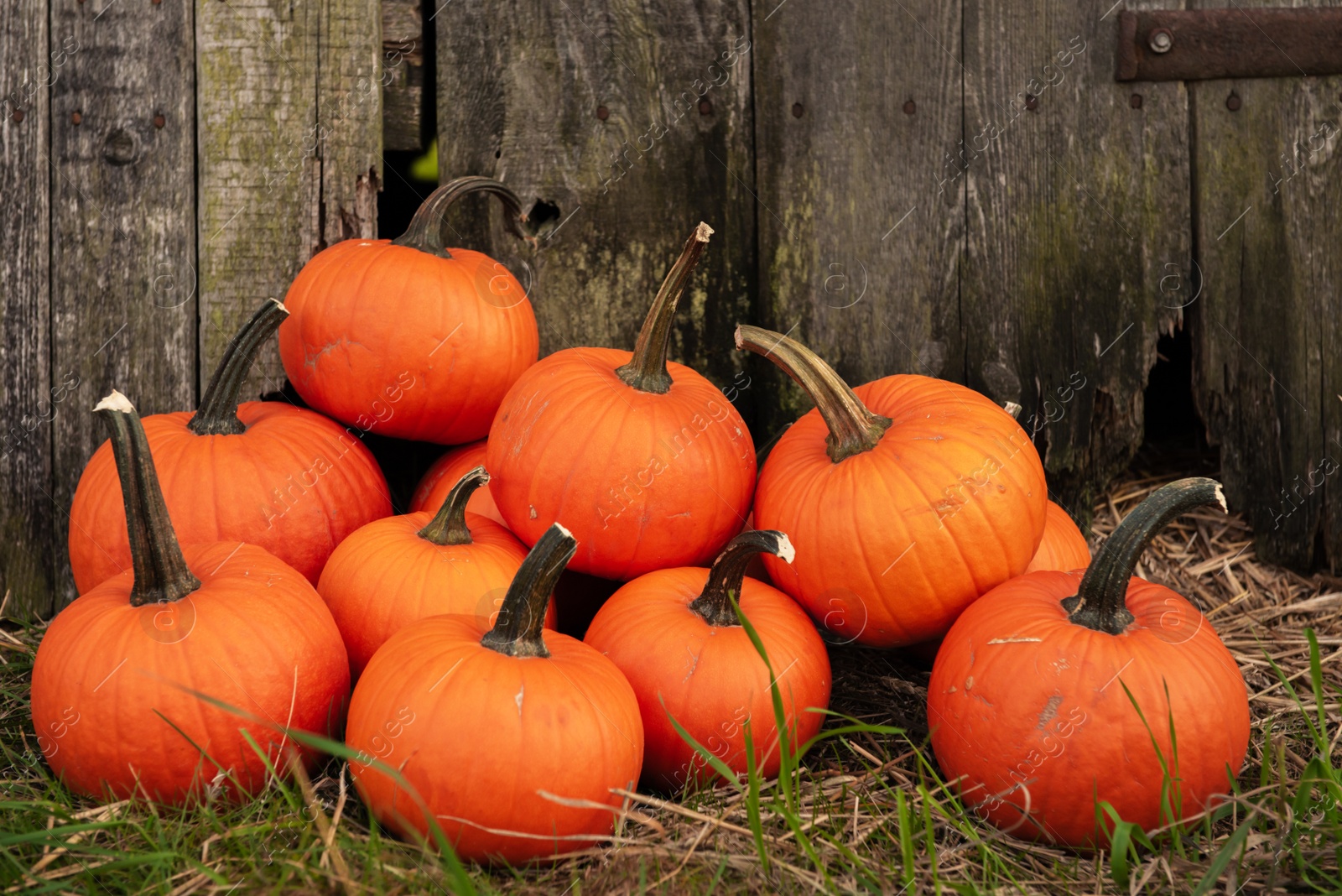 Photo of Many ripe orange pumpkins on grass near wooden fence outdoors