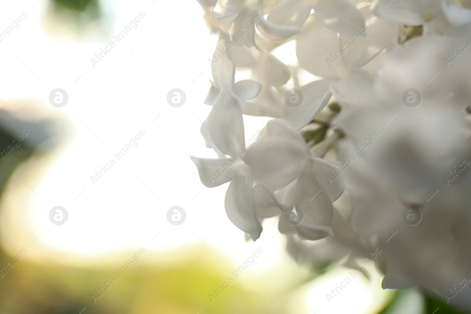 Photo of Closeup view of beautiful blooming lilac shrub outdoors