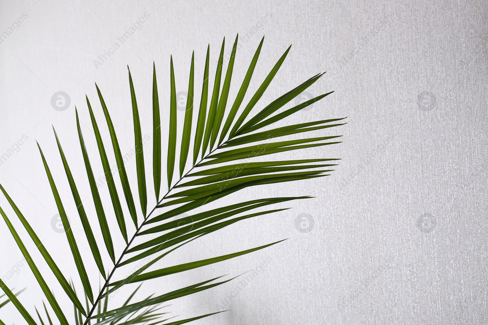 Photo of Green beautiful tropical leaf near white wall. Space for text
