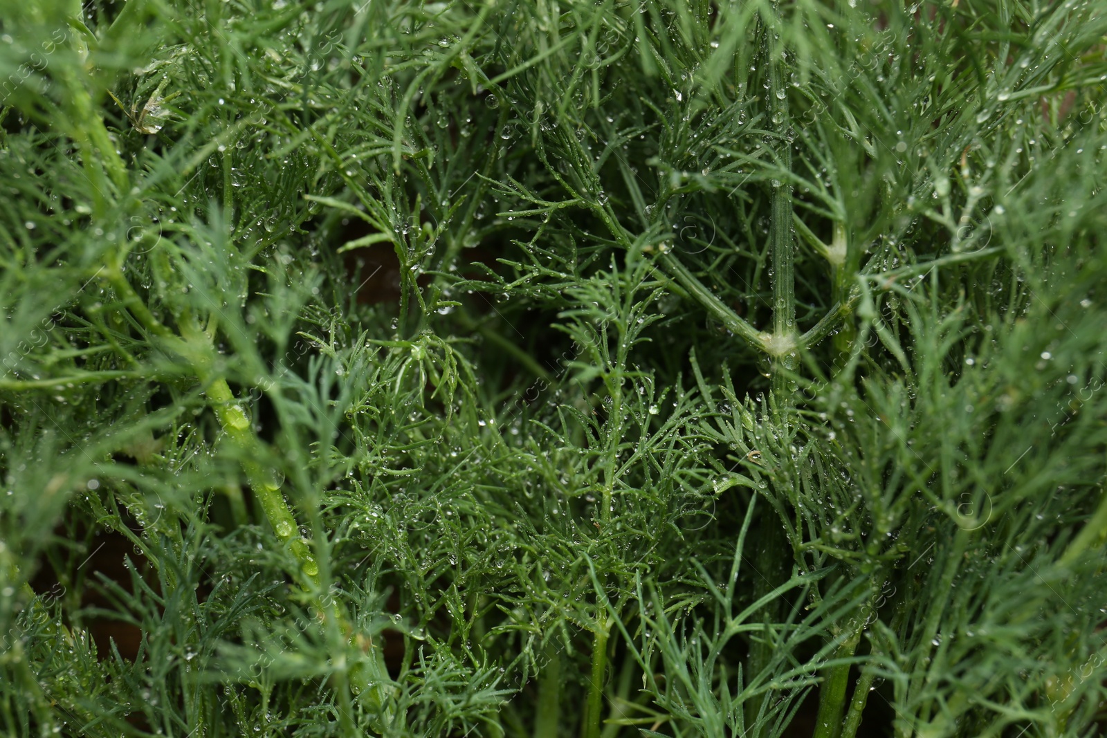 Photo of Fresh green dill with water drops as background, closeup