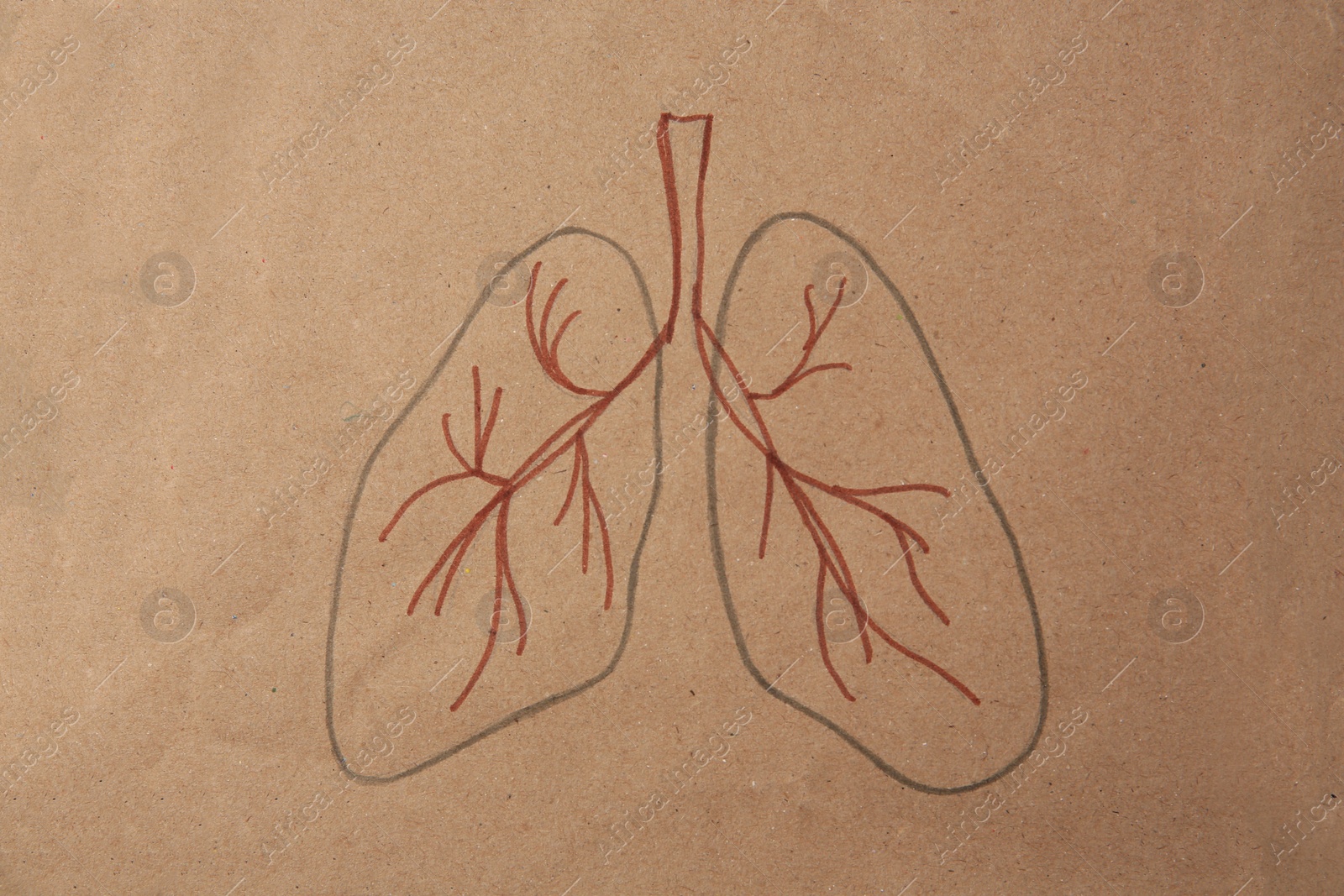 Photo of Human lungs drawn on kraft paper, top view