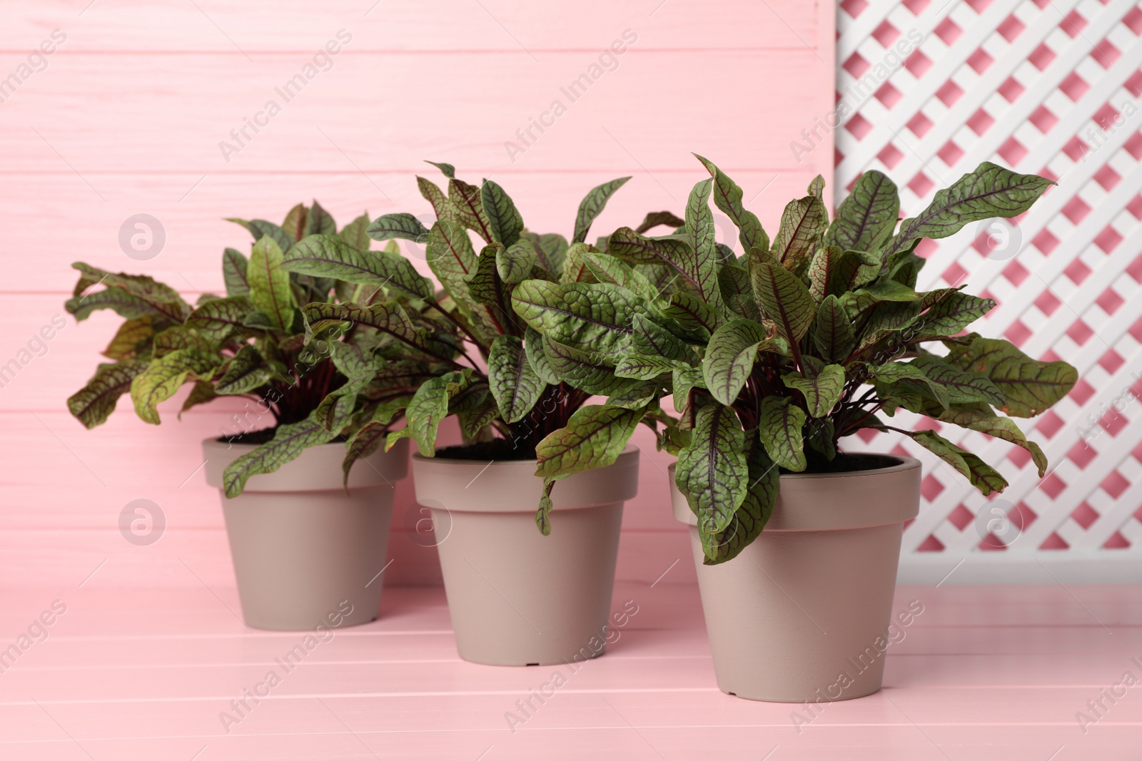 Photo of Sorrel plants in pots on pink wooden table