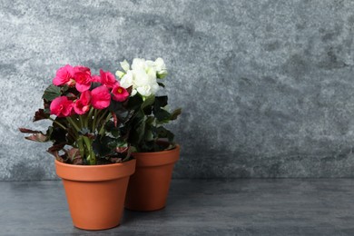 Photo of Beautiful blooming pelargonium plants in flower pots on grey table, space for text