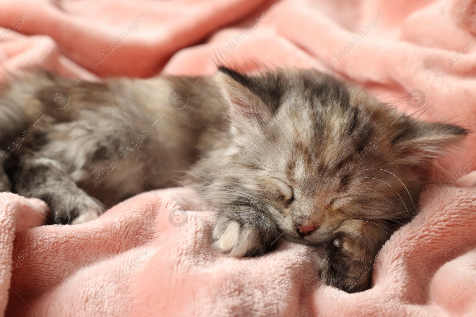 Photo of Cute kitten sleeping on soft pink blanket