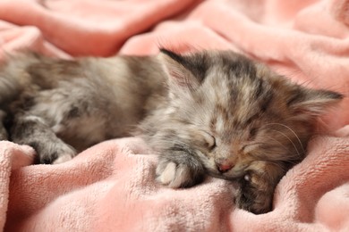 Cute kitten sleeping on soft pink blanket