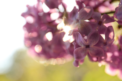 Photo of Closeup view of beautiful blooming lilac shrub outdoors