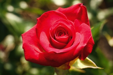 Beautiful blooming red rose in garden on summer day, closeup