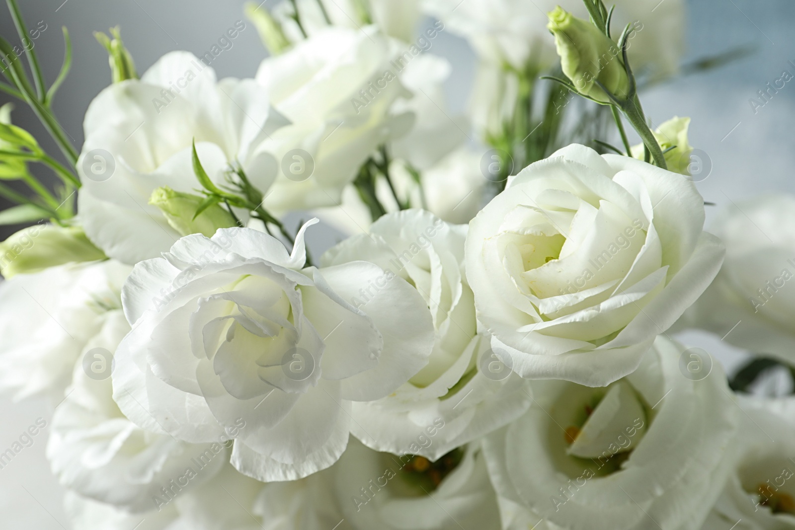 Photo of Beautiful bouquet of Eustoma flowers, close up view