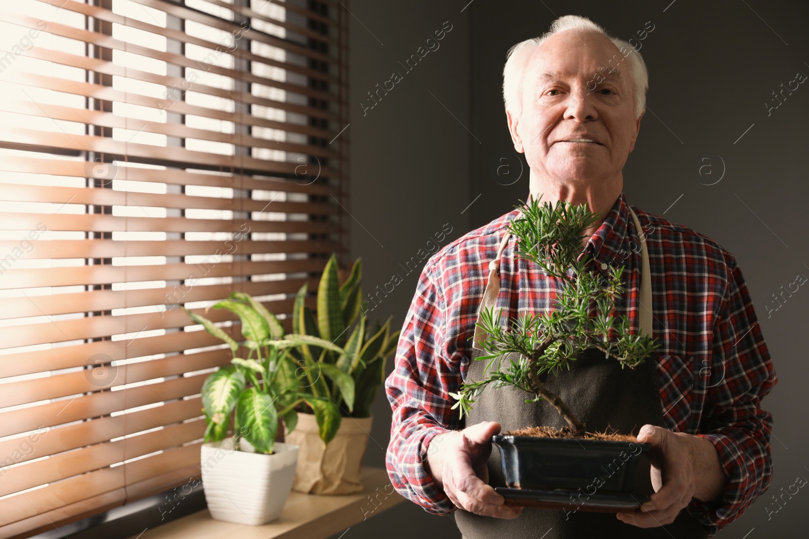 Photo of Senior man with Japanese bonsai plant near window indoors, space for text. Creating zen atmosphere at home