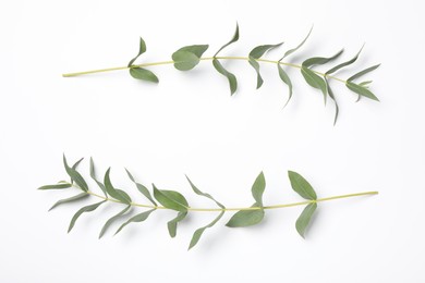 Photo of Eucalyptus branches with fresh leaves on white background, top view