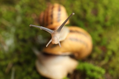 Photo of Common garden snails crawling on green moss, closeup