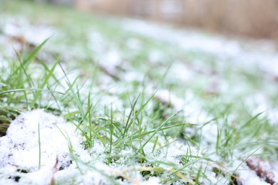 Green grass covered with snow on winter day, closeup