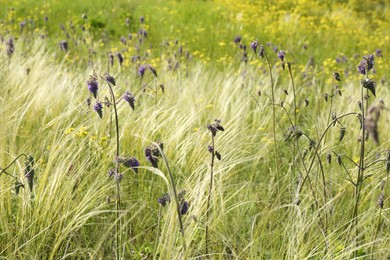 Photo of Beautiful flowers growing in meadow on sunny day