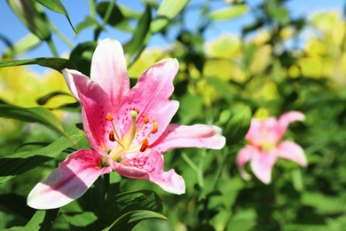 Photo of Beautiful bright pink lily growing at flower field, closeup. Space for text