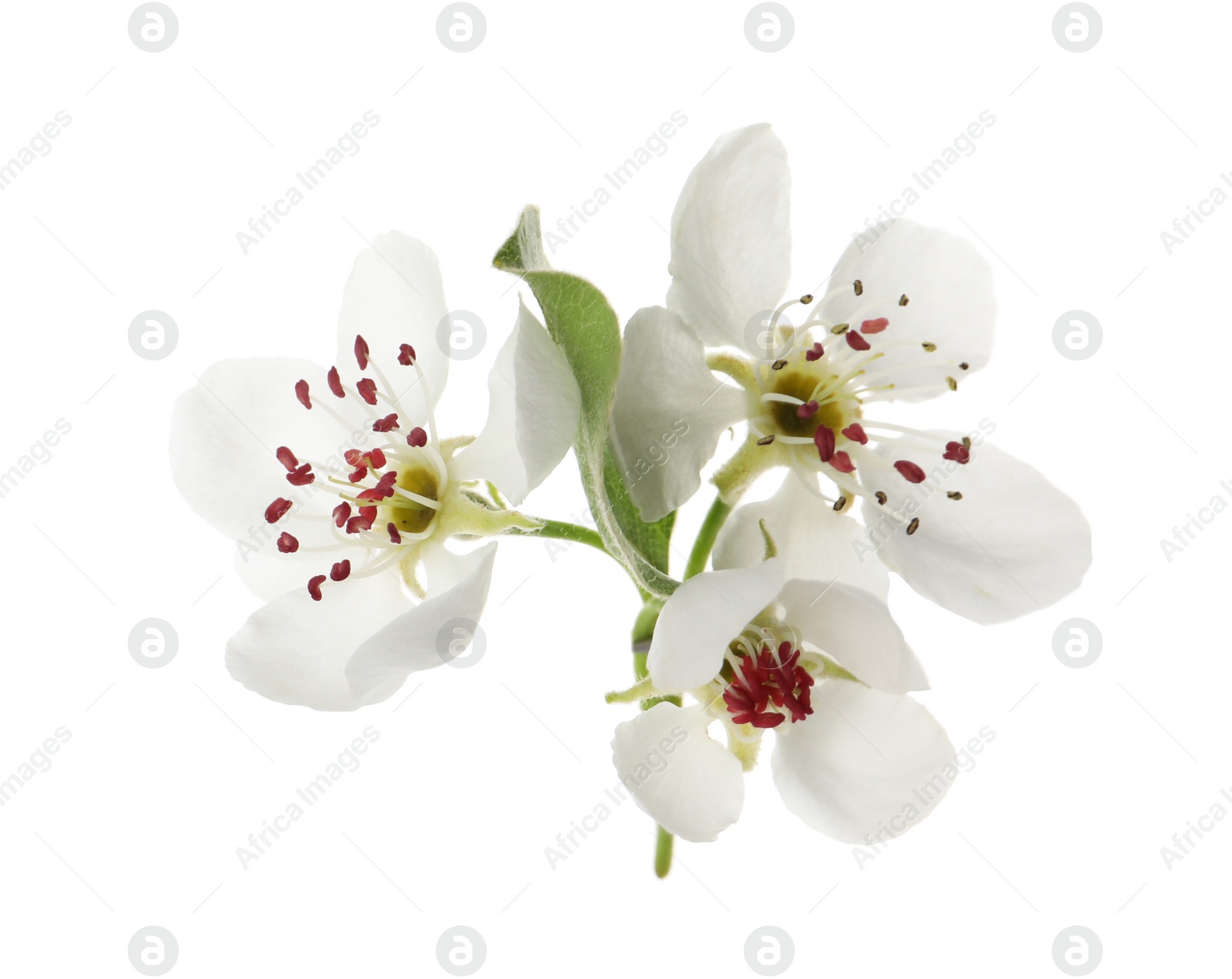 Photo of Beautiful flowers of blossoming pear tree on white background